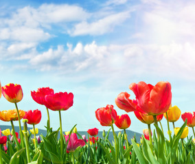 Frühlingsboten: Bunte Tulpen unter blauem Himmel