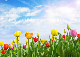 Frühlingserwachen: Bunte Tulpenvielfalt und blauer Himmel