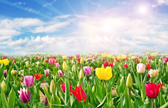 Frühlingserwachen: Bunte Tulpenvielfalt und blauer Himmel