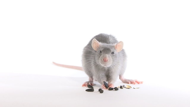 Rat gnaws seeds, in the studio on a white background