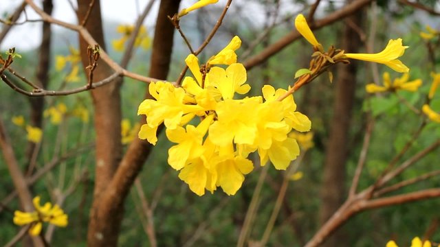 Tabebuia chrysotricha