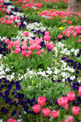 Many beautiful tulips in a garden