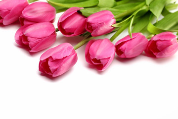 Obraz premium Fresh pink tulips