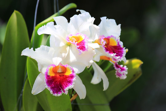 Fototapeta White cattleya orchid flower