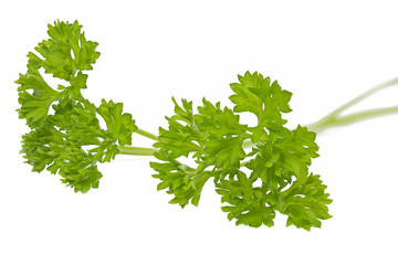 Frische Petersilie auf weißem Hintergrund