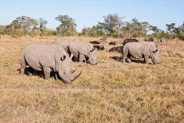 Fototapeta premium Rhino herd standing on grass plain
