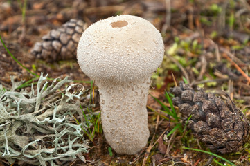 Mushroom
