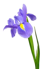 Stickers pour porte Iris Fleur d& 39 iris violet isolé sur fond blanc