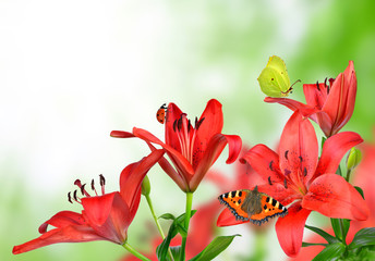 Fototapeta na wymiar Lily with butterflies on green background
