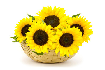 Beautiful sunflower bouquet in a basket (Helianthus)