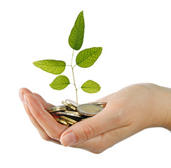Eucalyptus sapling in hand