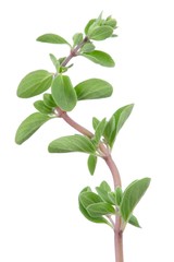 Marjoram Herb on White Background