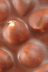 Milk Chocolate with Whole Hazelnuts