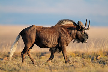 Black wildebeest - obrazy, fototapety, plakaty