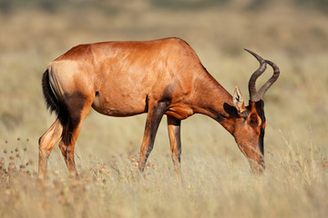 Red hartebeest