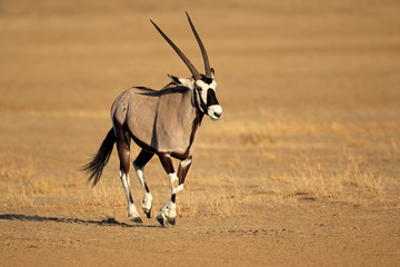 Running gemsbok antelope, Kalahari desert