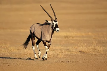 Fotobehang Lopende gemsbok-antilope, Kalahari-woestijn © EcoView