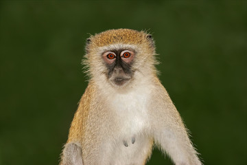 Vervet monkey