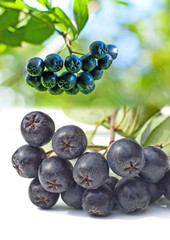 Aronia Beere, Apfelbeere