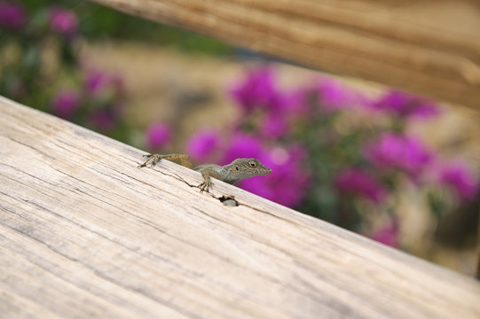 Lagarto en puente
