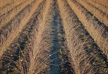 Young plants in a cultivated field during winter