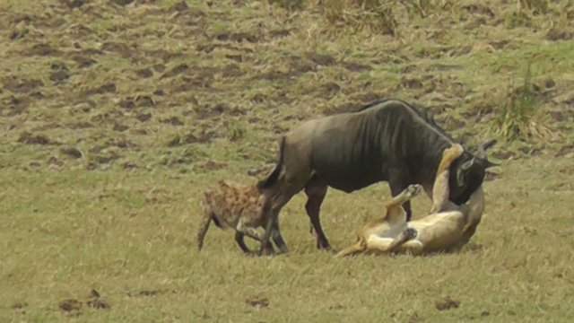 Female lion and hyena attacking a wildebeest