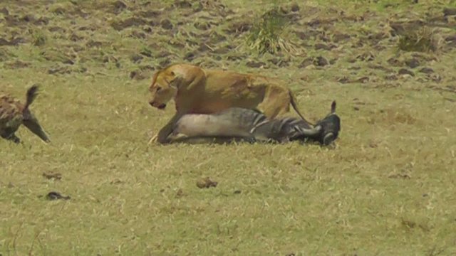 Female Lion Defending Pray Against Hyena