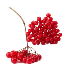Branches of viburnum berries isolated on white