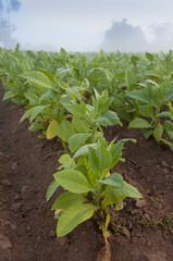 Obraz premium Tobacco field in Cuba