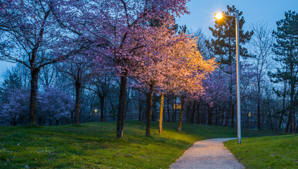 Cherry Blossom Garden