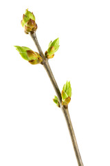 Twig of lilacs with buds
