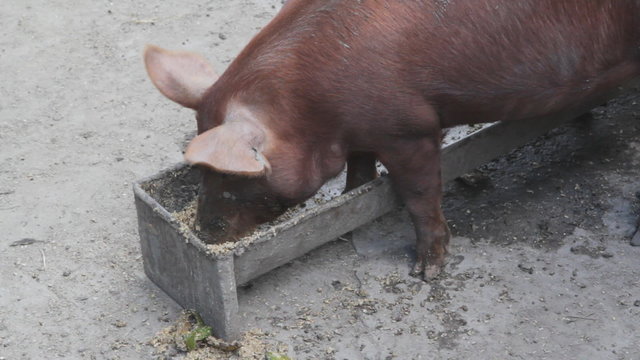 Pig feeding at trough.