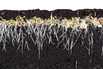 germinating cereal