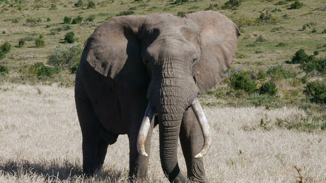 big bull elephant