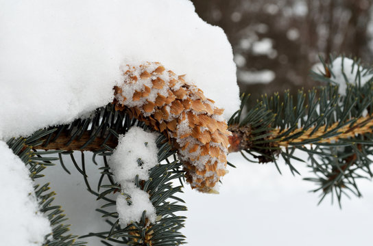 Fototapeta spruce branches with cones