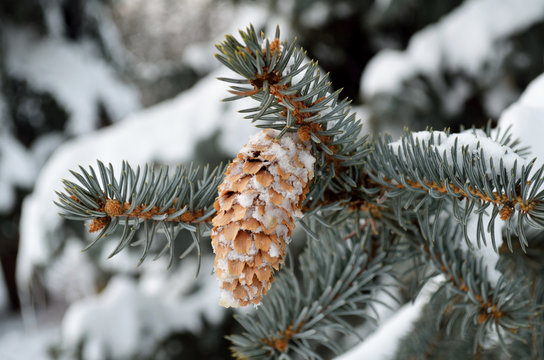 Fototapeta spruce branches with cones