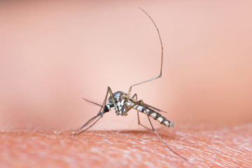 Mosquito sucking blood