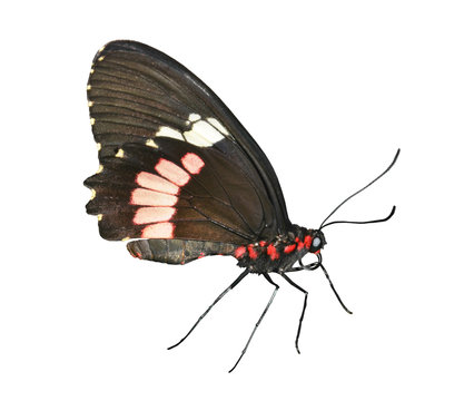 Cattlehearth Butterfly