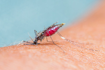 Mosquito sucking blood_set C-3