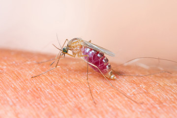 Mosquito sucking blood_set D-3