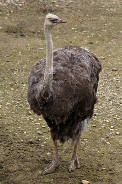 Gray Ostrich