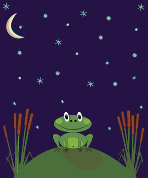 frog sits on a hill at night