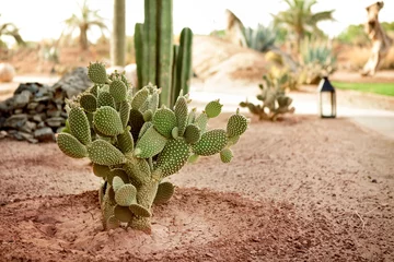Foto op Plexiglas woestijncactus © luckybusiness