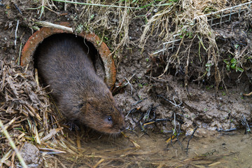Water Vole