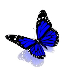 dark blue butterfly