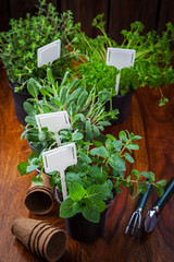 Herbs for planting