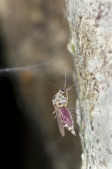 Mosquto filled with blood sitting on tree, macro photo