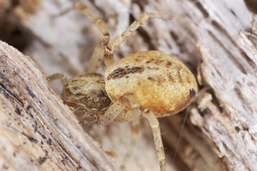 Small spider hunting on wood, extreme close-up