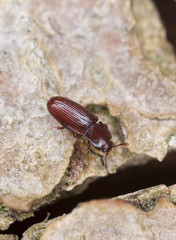 Wood living beetle on wood, extreme close-up