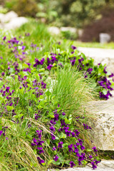 violets in garden